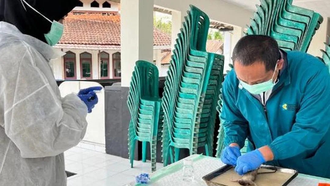 Perkuat Surveilans Zoonosis, Loka Labkesmas Pangandaran Lakukan Deteksi Leptospira dan Hantavirus di Desa Masawah